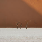 Deadvlei Trees Sossusvlei