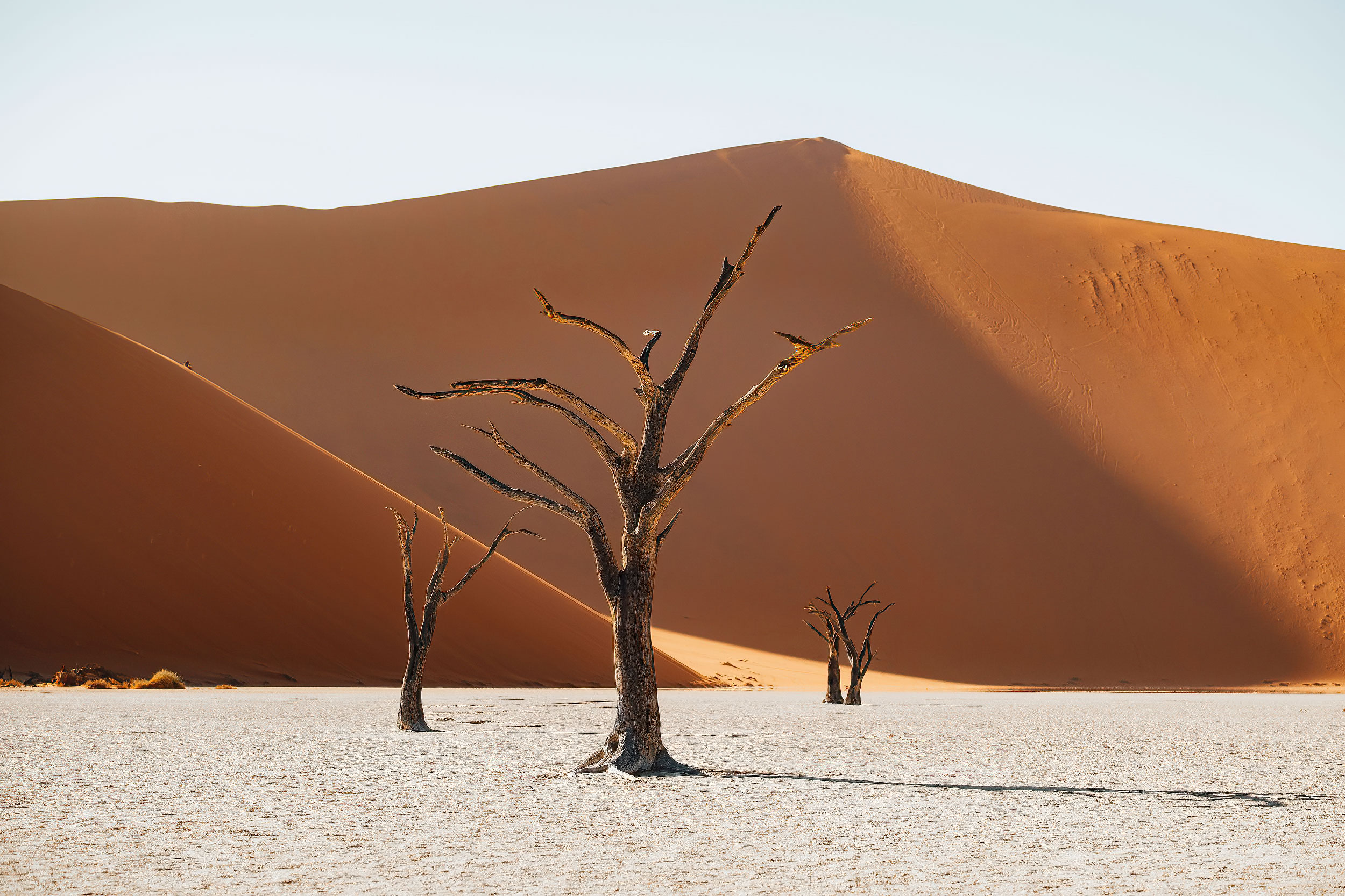 Trees deadvlei
