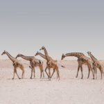 Journey of Giraffes in Etosha National Park Namibia