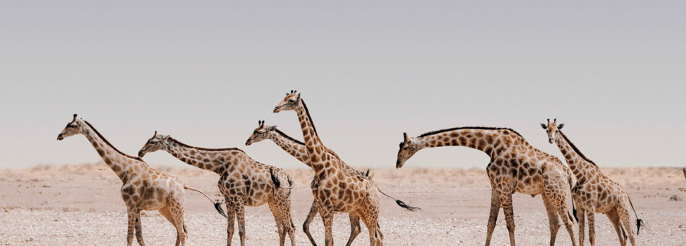 Journey of Giraffes in Etosha National Park Namibia